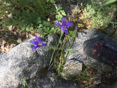 Brodiaea coronaria