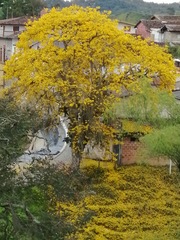 Handroanthus chrysanthus