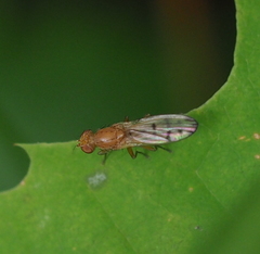 Opomyza florum