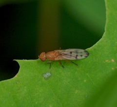 Opomyza florum