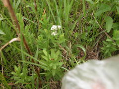 Comandra umbellata umbellata