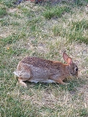Sylvilagus floridanus