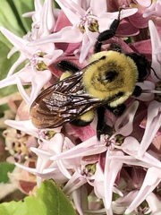 Bombus griseocollis
