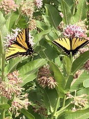 Papilio multicaudata