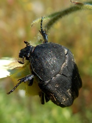 Protaetia morio