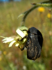Protaetia morio