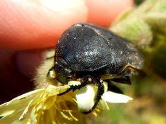 Protaetia morio