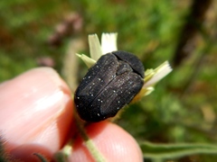 Protaetia morio