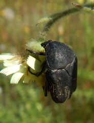 Protaetia morio