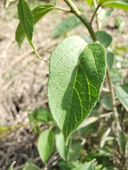 Croton adspersus