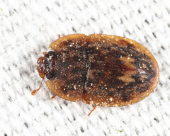 Lobiopa undulata