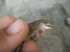 Anolis sagrei