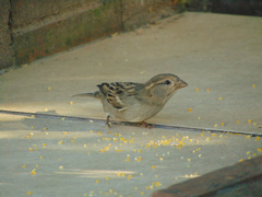 Passer domesticus