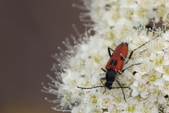 Anastrangalia laetifica