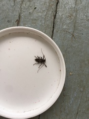 Aegomorphus modestus