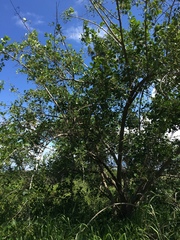 Cordia dichotoma