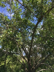 Cordia dichotoma
