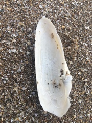 Cyrtopleura lanceolata