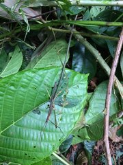 Lobolibethra