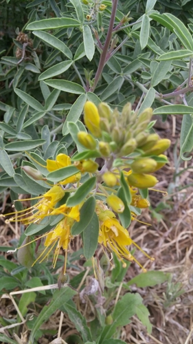 Cleomella arborea
