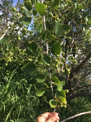Cordia dichotoma