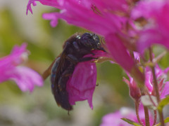 Xylocopa californica californica