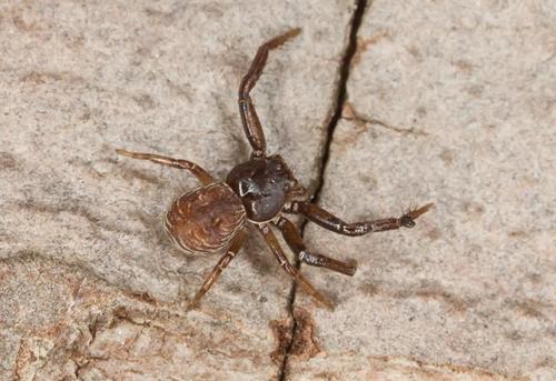 Coriarachne depressa