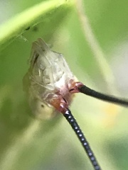 Oecanthus varicornis
