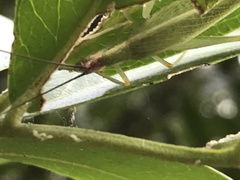 Oecanthus varicornis