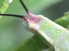 Oecanthus varicornis
