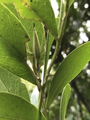 Oecanthus varicornis
