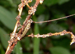 Hippopsis lemniscata