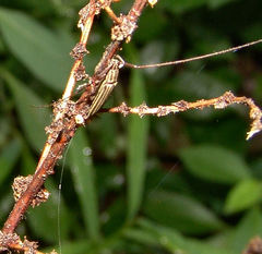 Hippopsis lemniscata