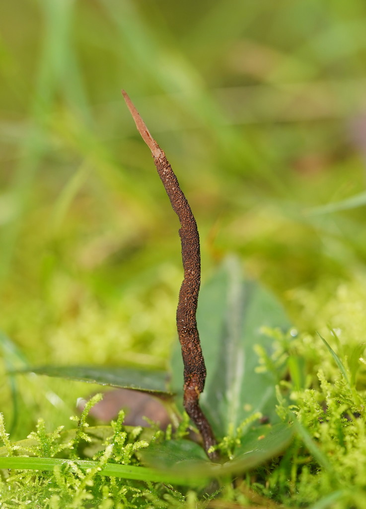 Vegetable caterpillar