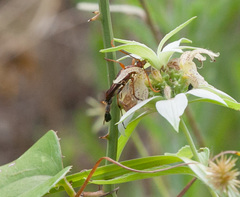Strangalia virilis