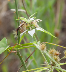 Strangalia virilis