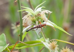 Strangalia virilis