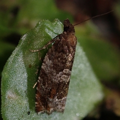 Ancylis achatana