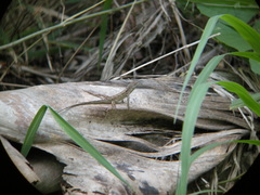 Anolis sagrei