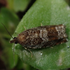 Ancylis achatana