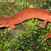Blue Ridge Spring Salamander - Photo (c) Todd Pierson, some rights reserved (CC BY-NC-SA)