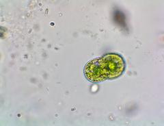 Asterococcus limneticus