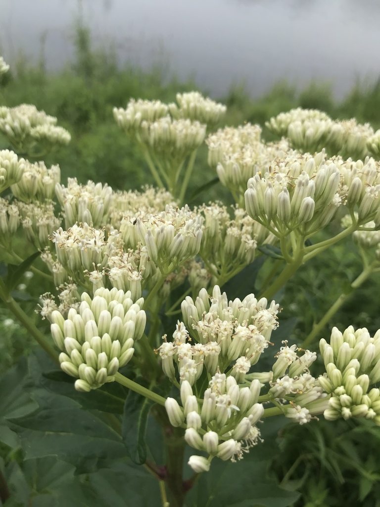 Great Indian Plantain
