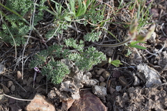 Lomatium foeniculaceum fimbriatum