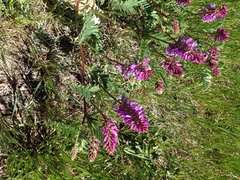 Astragalus bisulcatus