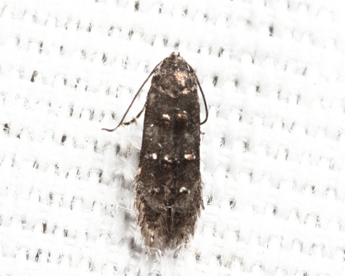 Stilbosis venifica