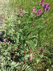 Astragalus bisulcatus
