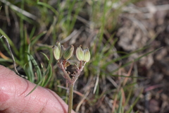 Lomatium foeniculaceum fimbriatum