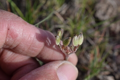 Lomatium foeniculaceum fimbriatum