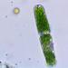 Tetmemorus - Photo (c) enorman22, μερικά δικαιώματα διατηρούνται (CC BY-NC)
